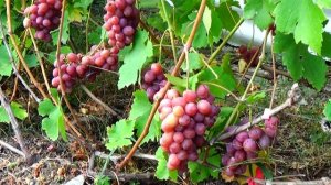 Обзор двух хороших сортов винограда - Спартан сидлис и Гурман ранний в плодоношении.