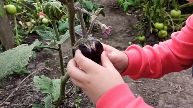 Что РАСТЕТ У БАБУШКИ В ОРОРОДЕ ? Грецкий орех? А ГДЕ ОРЕХИ смотреть онлайн