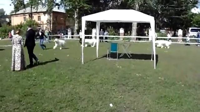 Кунгур, выставка собак 24.06.2017г смотреть онлайн