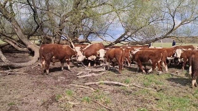 ОТБИРАЕМ ЛУЧШЕГО ГЕРЕФОРДСКОГО БЫЧКА НА ПЛЕМЯ. В Сычевский район Смоленской области. 22.4.21. смотреть онлайн