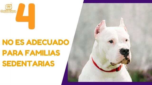 DOGO ARGENTINO: 7 RAZONES PARA NO TENERLO смотреть онлайн