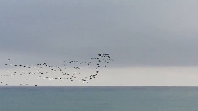 Алушта, птицы над морем. смотреть онлайн