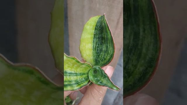 Sansevieria macrophylla variegata - Fazza Nursery - Popular Plants смотреть онлайн
