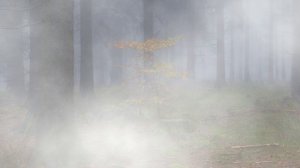 Футаж. Осенний пейзаж 29