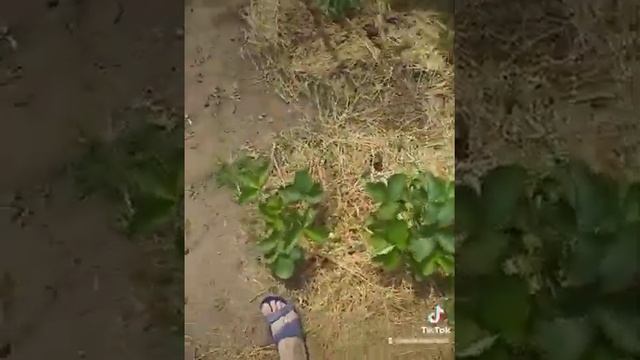 ремонтатная клубника диамант. у кого есть такая? смотреть онлайн