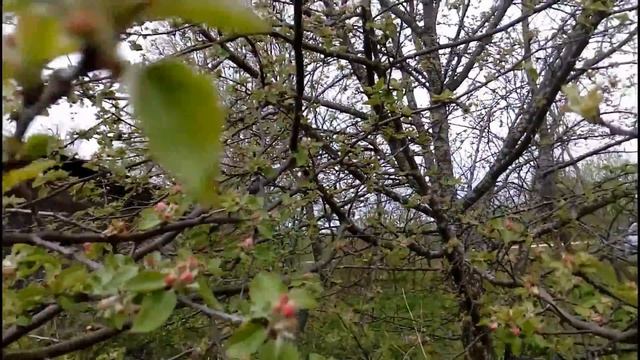 Обрабатываем землю на участке. Бочки и Яблони смотреть онлайн