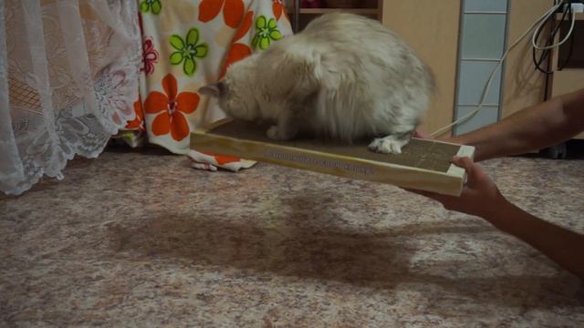 Невская Маскарадная кошка Вивьен Эльфийский Подарок и её любимая когтеточка смотреть онлайн