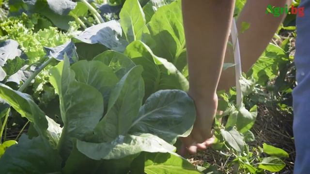 Млади производители правят чудеса с алеопатия и no-till смотреть онлайн