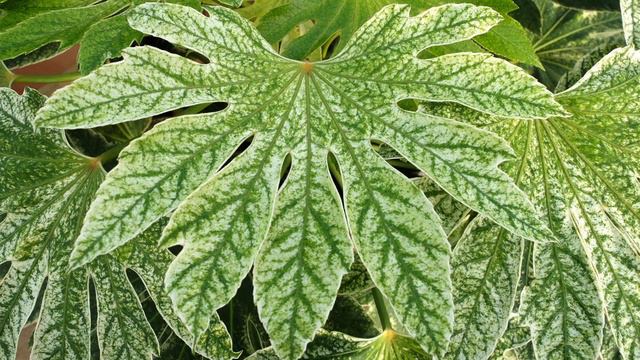 Our top 5 hardy exotic plants - for outdoor use in the UK смотреть онлайн