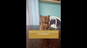 Какая из кошек добрее: британская или шотландская?
