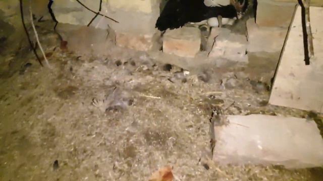 7 Хазинани бири мана уша тунги видео смотреть онлайн