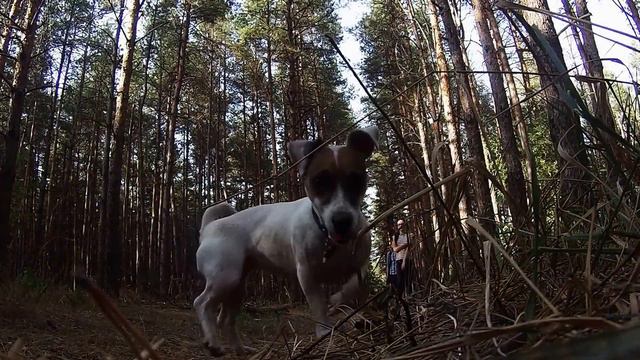 Les смотреть онлайн