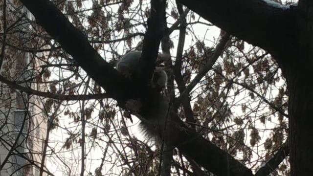 Белочка умывается😍#животные#animals#белка#squirrel смотреть онлайн