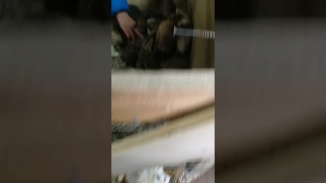 Перепелки. смотреть онлайн