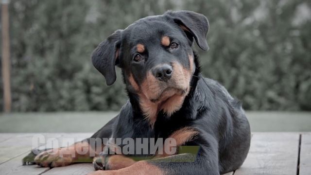 Ротвейлер | Характер, воспитание, содержание смотреть онлайн