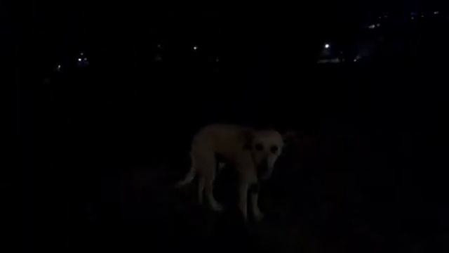 Добрые животные всегда помогут вам в вашей беде. смотреть онлайн