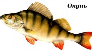 Рыбы России. Интересное познавательное видео для малышей.  Восемь рыб с их описанием.