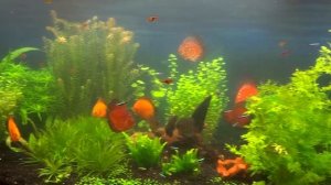 Выделение кислорода растениями в аквариуме