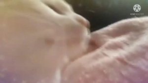 кот танцует под музыку бара бара бара Бере Бере бере