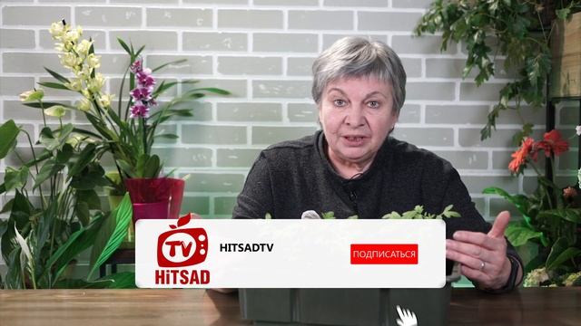 Пикировка томатов ✔️ Рассада помидор упала ? Желтеют листья рассады томатов смотреть онлайн