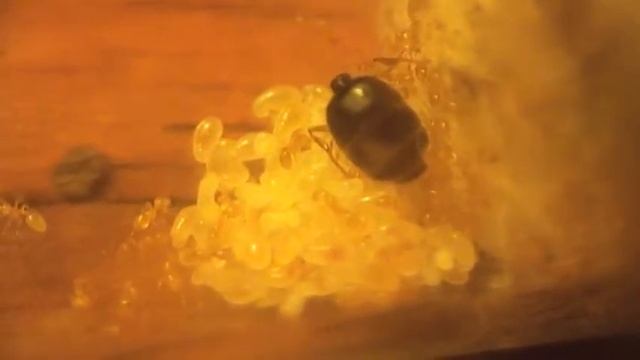 Мои муравьи Solenopsis fugax (муравей-вор) смотреть онлайн