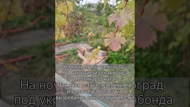 Как подготовить и когда укрыть виноград на зиму в суровых условиях Сибири