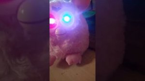 совенок Ферби по имени пикси.