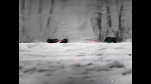 Охота на кабанов с подхода с тепловизионным прицелом Guide TU650