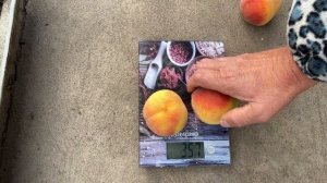 Поспел Персик Сибиряк в Воронеже 03.09.2021. 4К