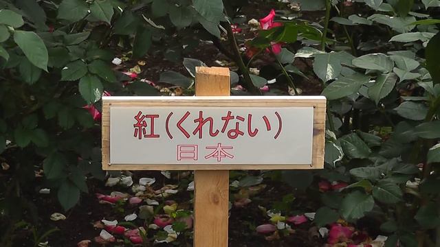 世界のバラ　プリンセスアイコ他　Rose in the world, Princess Aiko etc. смотреть онлайн