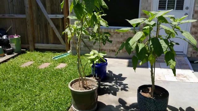 Brugmansia drip irrigation system 2018 смотреть онлайн