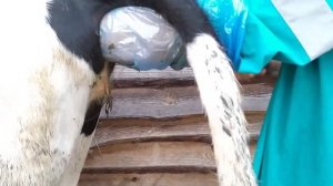 Искусственное осеменение коровы на частном подворье