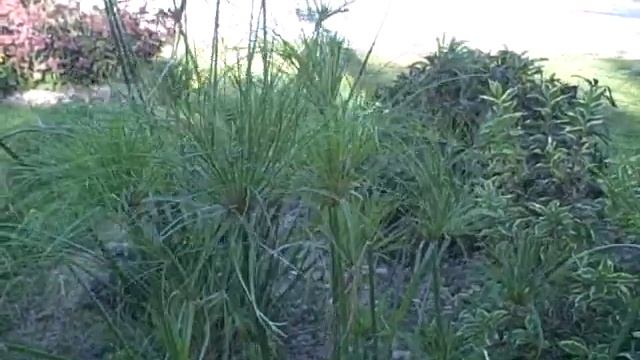 How To Grow Cyperus Papyrus Egyptian King Tut Grass