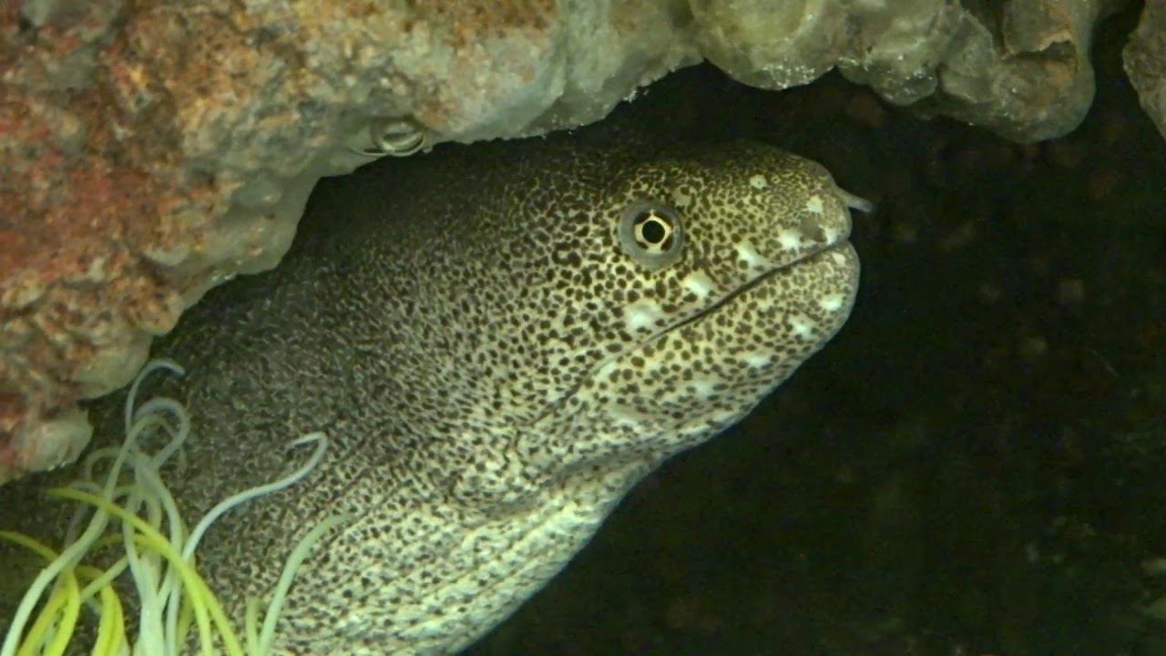 Мурена в морском аквариуме смотреть онлайн