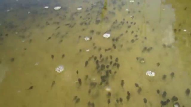 Головастики смотреть онлайн