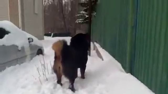 Тибетский мастиф Мальта 1 год смотреть онлайн