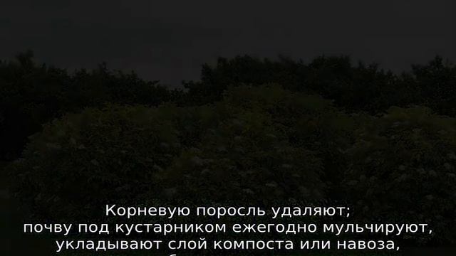 Виды бузины для посадки в открытом грунте смотреть онлайн