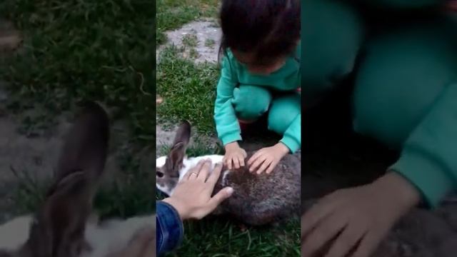 #shorts Rabbit. Animals . Кролик. Животные смотреть онлайн