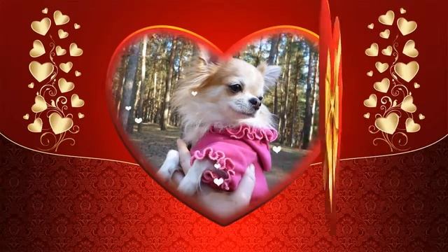 Жуся, с Днем рождения! смотреть онлайн
