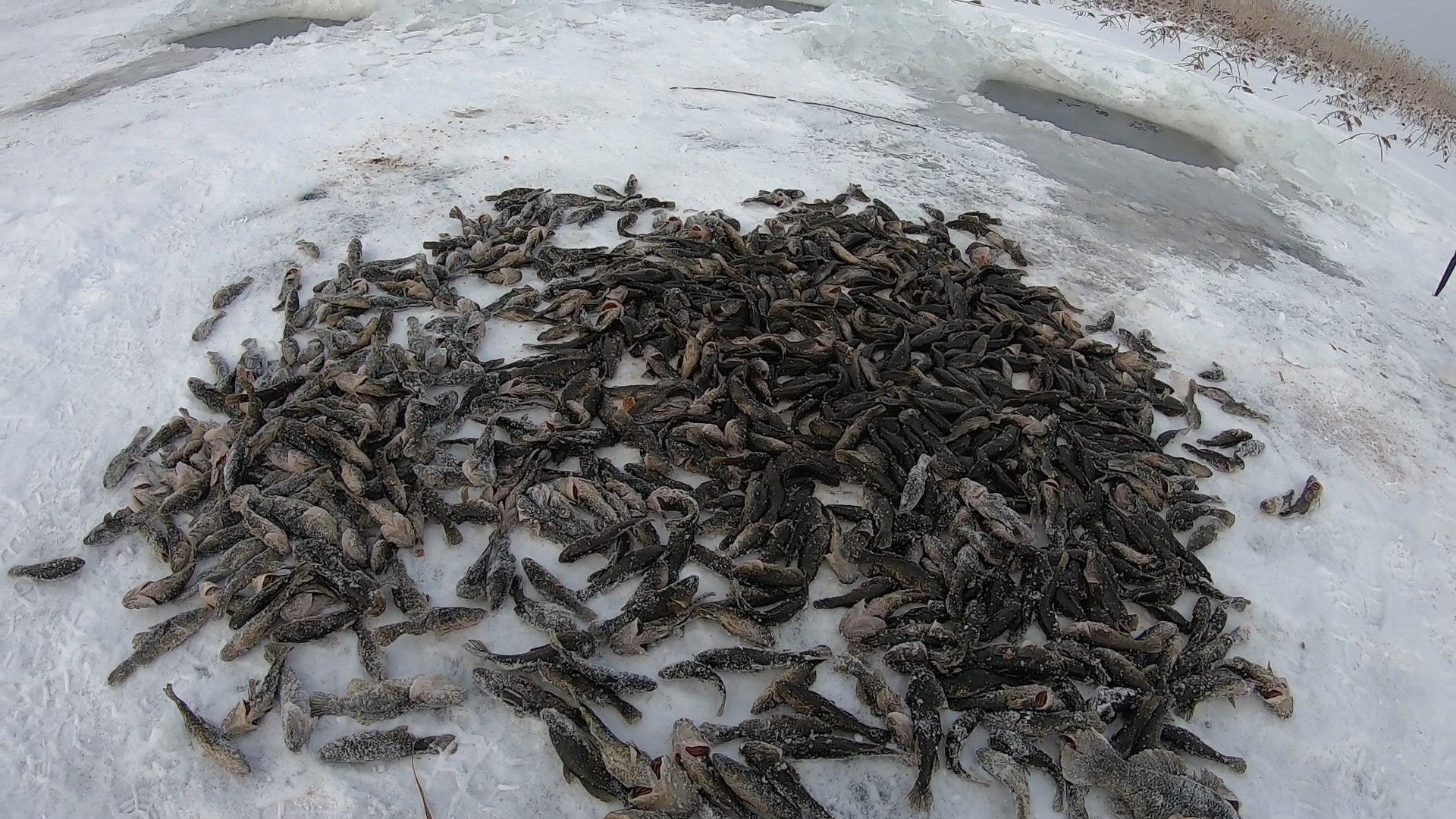 Как вялить рыбу. Ротан Вяленый смотреть онлайн