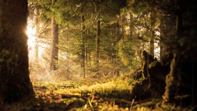 Edvard Grieg Peer Gynt, Op. 23 - Incidental Music: No. 13 Morning Mood