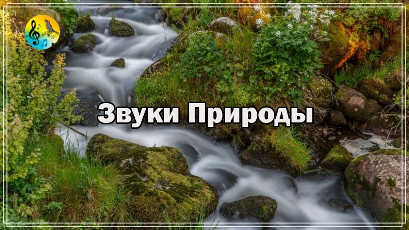 Красивое Пение Птиц Для Учебы ? Звуки природы. Красивая лесная река! ? Relax смотреть онлайн