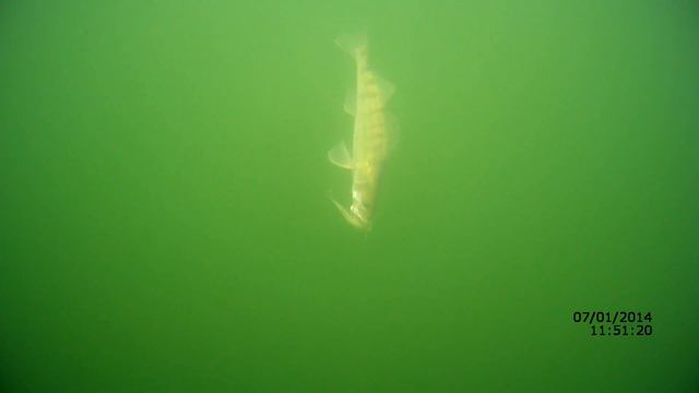 ловля зимнего судака на слаги (дроп шот) ч 3 смотреть онлайн