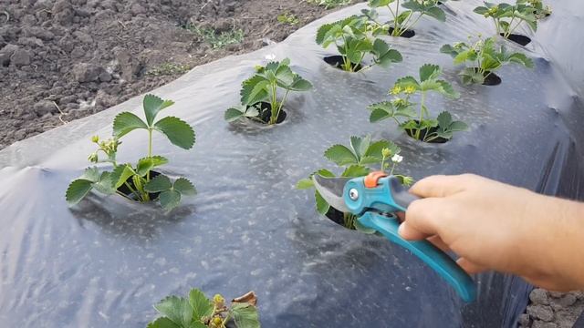 Эксперимент на клубнике.Какой куст мощнее, с цветоносом или без. Муравьи на клубнике, уйдут или нет смотреть онлайн