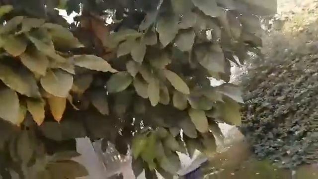 Деревья авокадо выращенные из косточек. смотреть онлайн