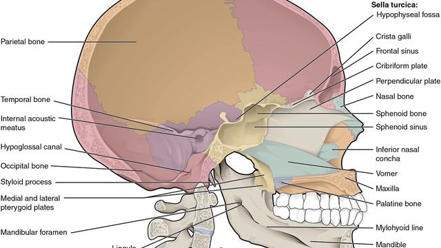 ANATOMY OF THE SKULL