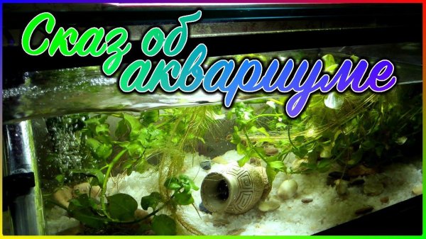 Аквариум своими руками для новичка. Подготовка и запуск.
