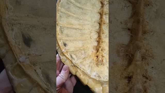 Панцирь черепахи смотреть онлайн