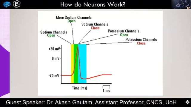 E10.1: Neurobiology: How do neurons work? смотреть онлайн