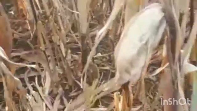 Кукуруза под Усть лабинском будет с урожаем смотреть онлайн